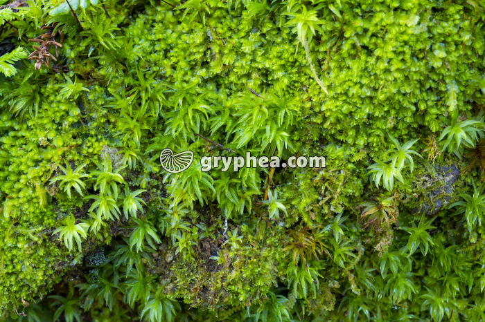 Mousses diverses (Açores)  - gryphea.org